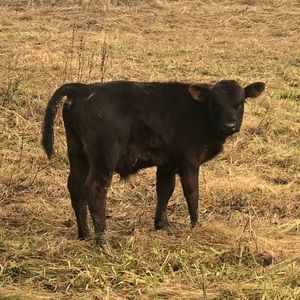 Meet your Posher, Benji